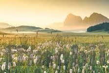 足球即是捷报比分-足球即是捷报比分，绿茵场上的数字狂欢与情感共振
